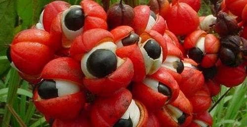 A Doutrina das Assinaturas