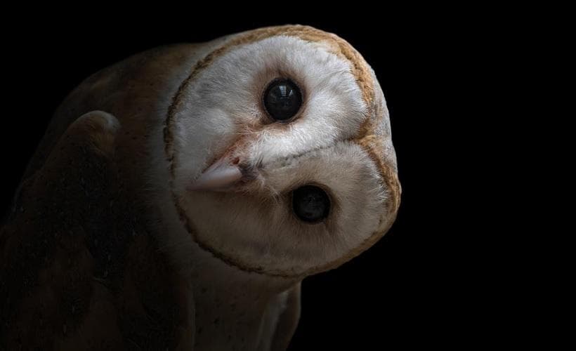 Lilith e a Natureza Dual da Coruja