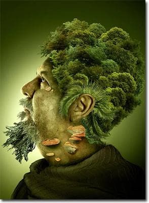 A vida secreta das plantas