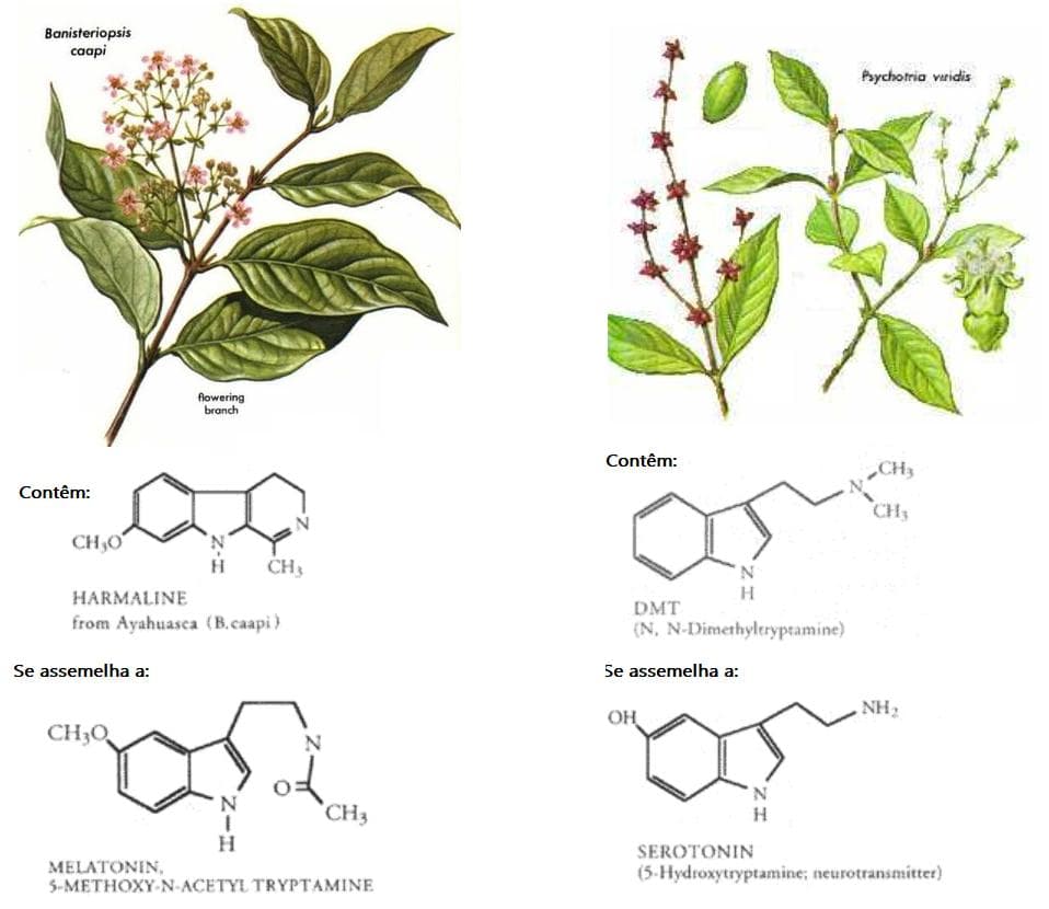 Ayahuasca: A Bebida Sagrada