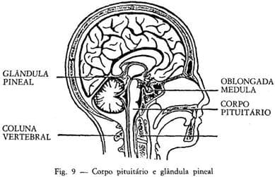 O Desenvolvimento dos Chakras: Funções dos chakras despertos