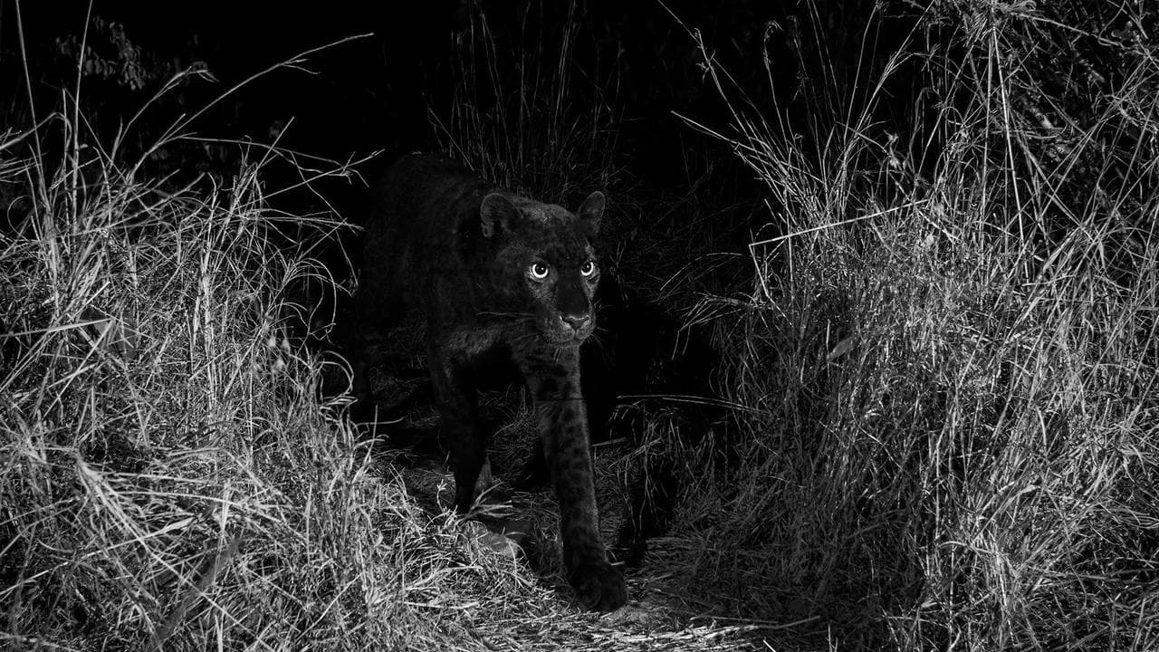 Selvageria e Barbaridade