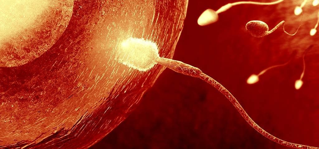 Fecundação (Minerval)